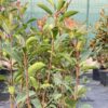 Photinia Fraseri Red Robin detaliu lastari rosii