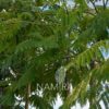Arborele de mătase - Albizia Julibrissin detaliu