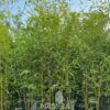 Bambusa aurea - Bambusul auriu gard viu