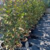 Photinia Fraseri Red Robin gard viu