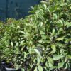 Photinia Fraseri Red Robin palla gard viu
