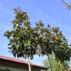 Magnolia grandiflora alberatura grup