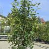 Photinia Fraseri Red Robin la ghiveci