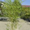 Bambusa aurea - Bambusul auriu la ghiveci