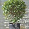 Photinia Fraseri Red Robin palla la ghiveci