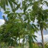 Arborele de mătase - Albizia Julibrissin