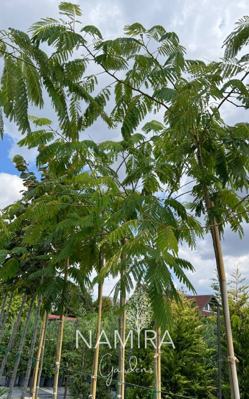 Arborele de mătase - Albizia Julibrissin