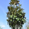 Magnolia grandiflora alberatura coroana