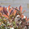 Photinia Fraseri Red Robin palla detaliu cu varfuri rosiatice