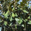 Magnolia grandiflora alberatura detaliu