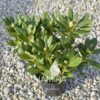 Rhododendron „Cosmopolitan” Rosa boboci