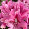 Rhododendron „Cosmopolitan” Rosa floare