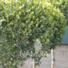 Buxus microphylla Faulkner sau Cișmir verde pitic grup