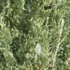Cupressus sempervirens - chiparos italian detali