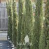 Cupressus sempervirens - chiparos italian gard viu
