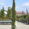 Cupressus sempervirens - chiparos italian la ghiveci
