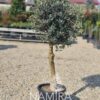 Olea europaea Palloncino - Măslin Palloncinola ghiveci