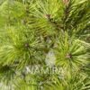 Pinus mugo Winter Gold pe trunchi detaliu