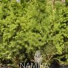 Picea glauca Conica grup