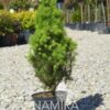 Picea glauca Conica la ghiveci